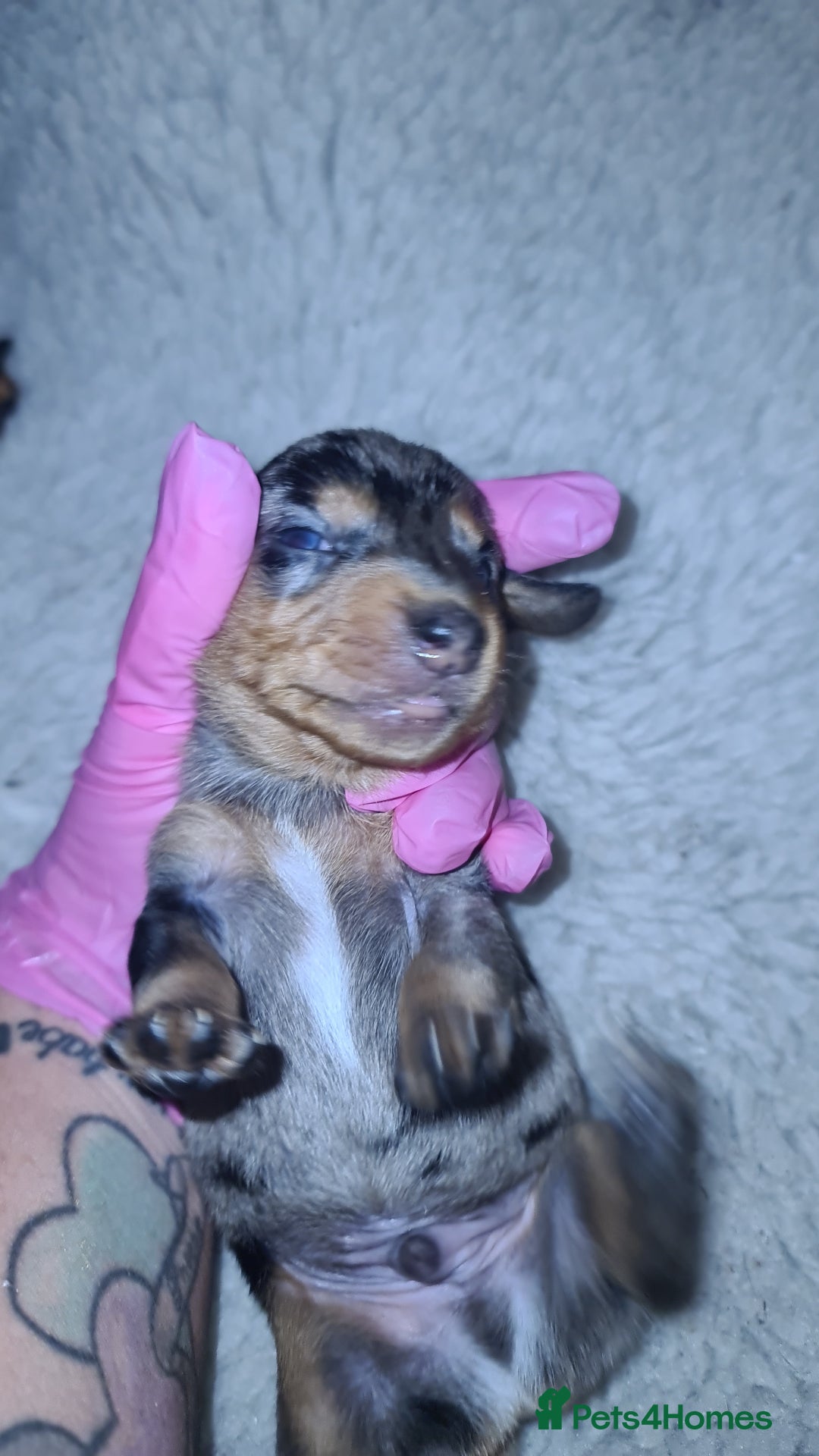 Dachshund dogs for sale: Dachshund dapple and black/tan puppies - Advert 6