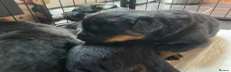 Mixed Breed dogs for sale: Rottweiler x Rottweiler x Akita  - Advert 6
