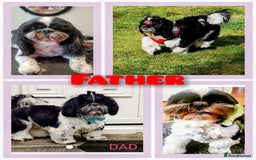 Shih Tzu dogs for sale: Shih Tzu girls–Licensed Breeder–Ready soon  - Image 12