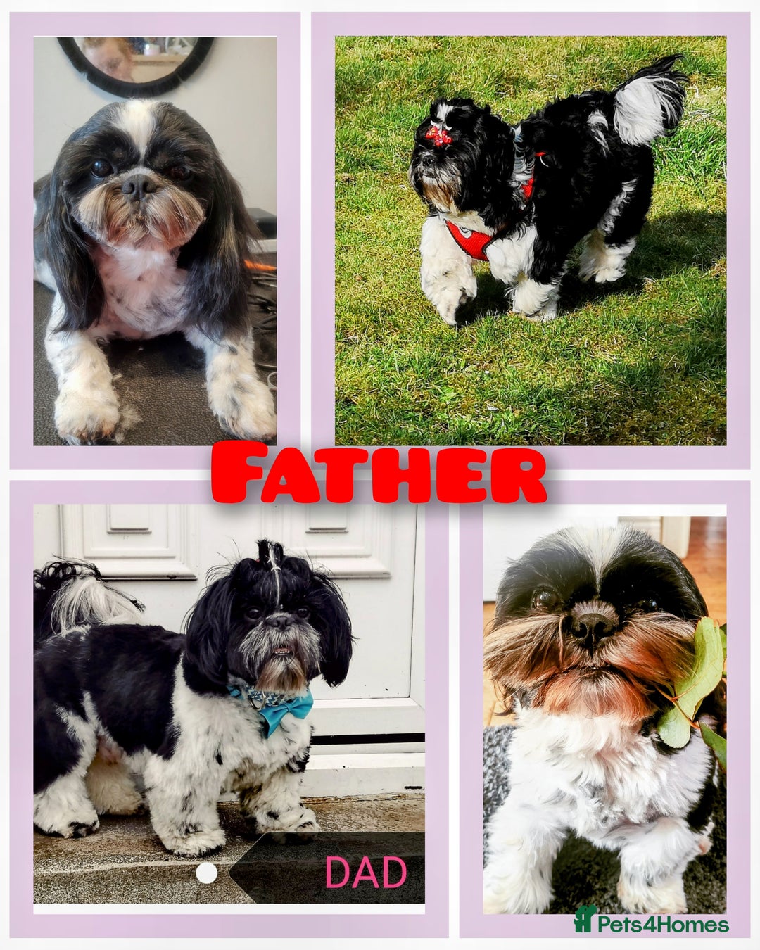 Shih Tzu dogs for sale: Shih Tzu girls–Licensed Breeder–Ready soon  - Image 12