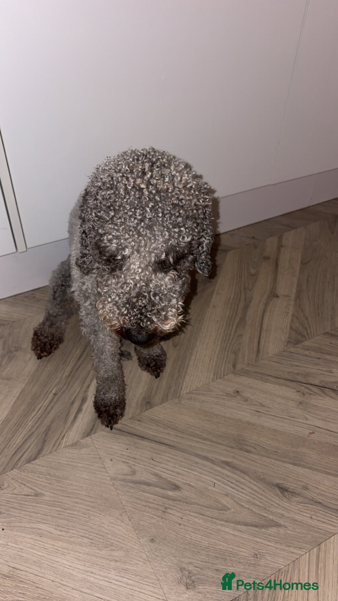 Bedlington Terrier dogs for stud: Teddy - Beddlington  - Advert 6