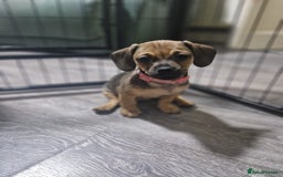 Mixed Breed dogs for sale: Dachshund X Pug - Image 3