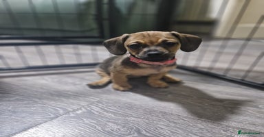 Mixed Breed dogs - Advert 5