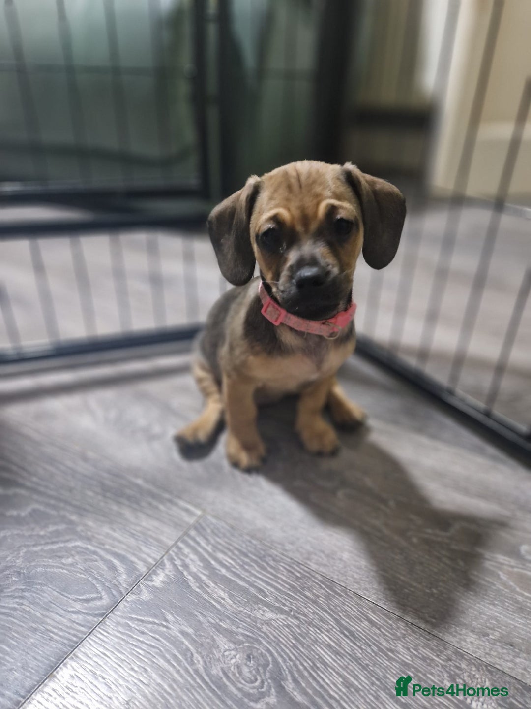 Mixed Breed dogs for sale: Dachshund X Pug - Image 3
