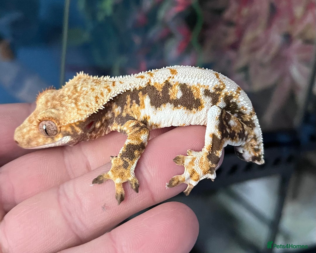 Gecko reptiles for sale: Crests geckos ford sale  - Image 1