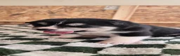 Huskita dogs for sale: Akita with 6% husky (Huskita) - Advert 23