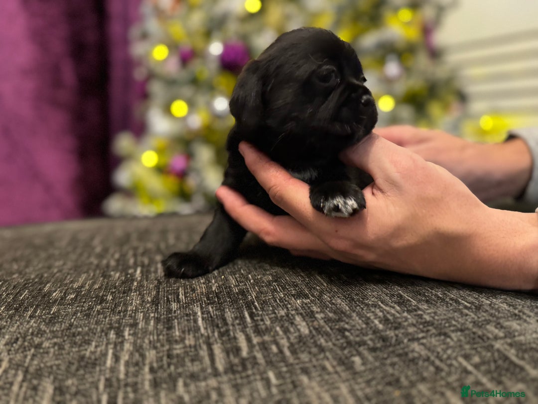 Mixed Breed dogs for sale: Beautiful pups looking for their forever home! - Advert 9