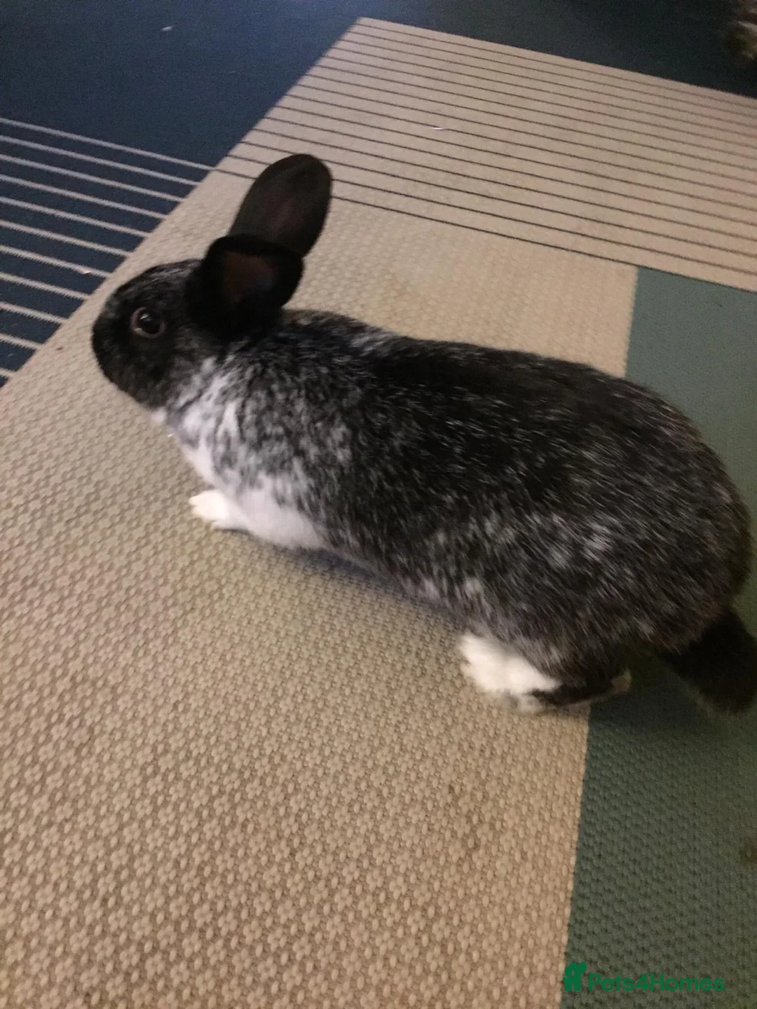 Mixed Breed rabbits for sale: New home for bunny  in London - Advert 3