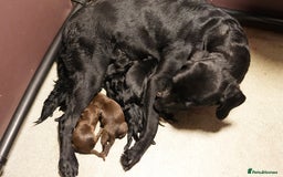 Labrador Retriever dogs for sale: Last 2 Black male labrador puppies vaccinated KC  - Advert 3