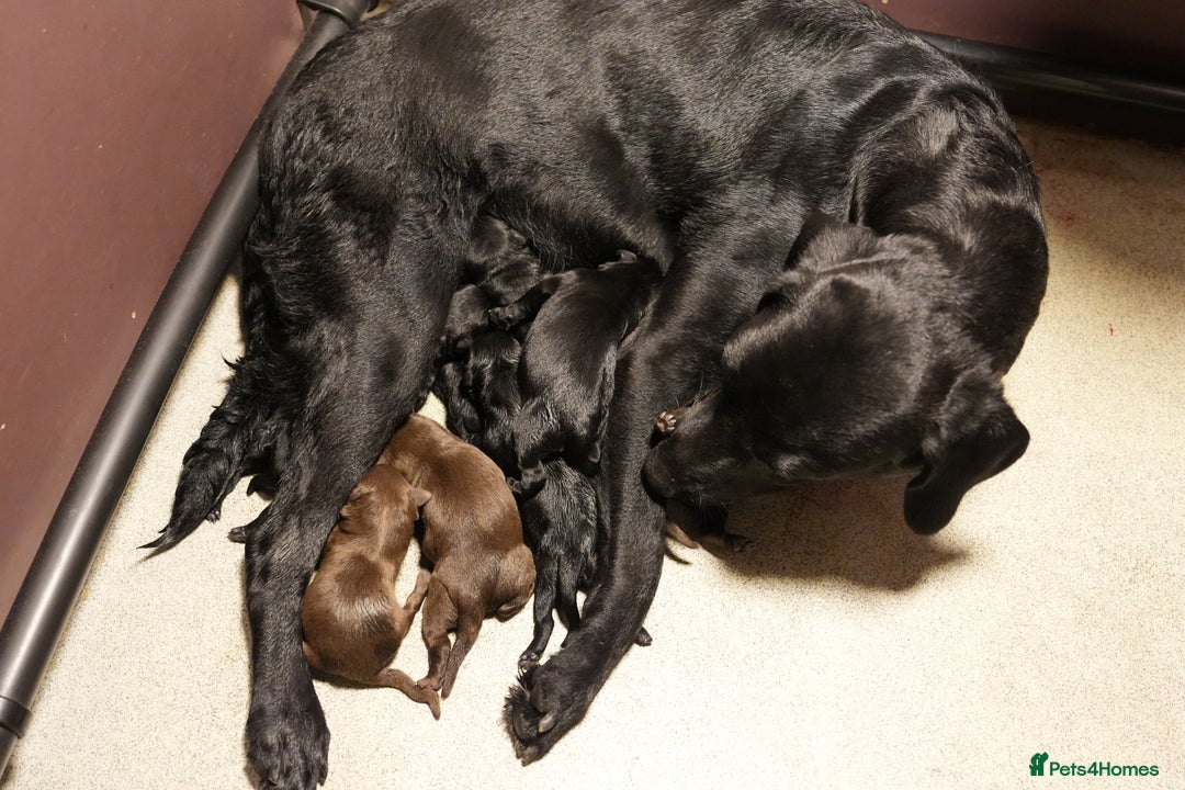 Labrador Retriever dogs for sale: Last 2 Black male labrador puppies vaccinated KC  - Advert 3