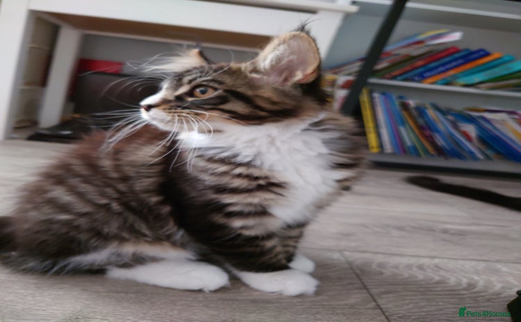 Maine Coon cats - Advert 3