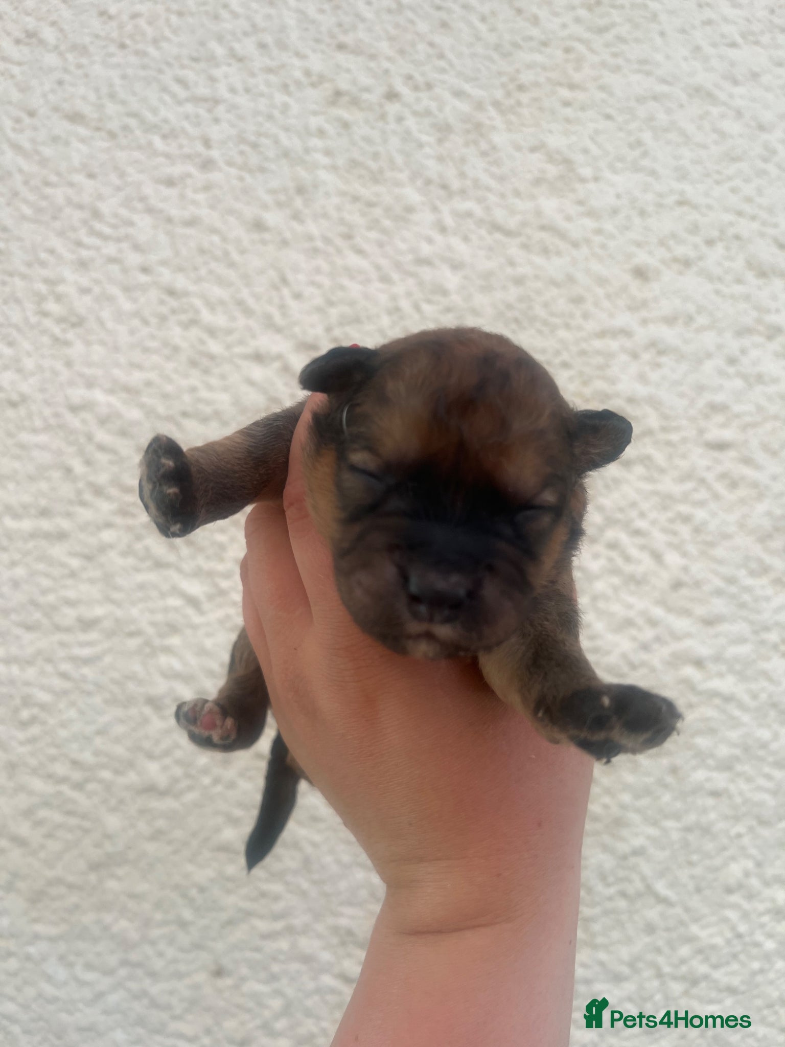Mixed Breed dogs for sale: 7 beautiful Malkita x puppies with unique colours  - Advert 10