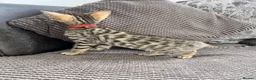Bengal cats for sale: Stunning full pedigree registered bengal kittens  - Advert 11