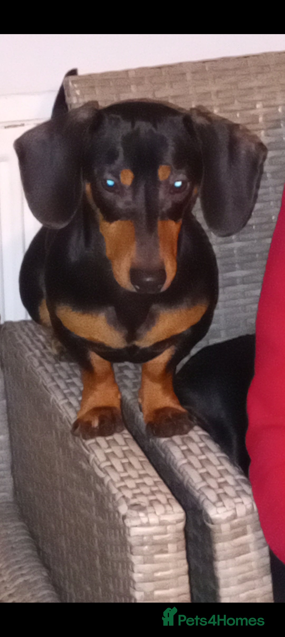 Miniature Dachshund dogs for sale: Miniature dachshunds, ready now - Image 10