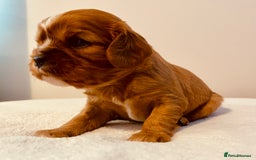 Cavalier King Charles Spaniel dogs for sale: Stunning KC Cavalier King Charles Spaniel Puppies. - Image 29
