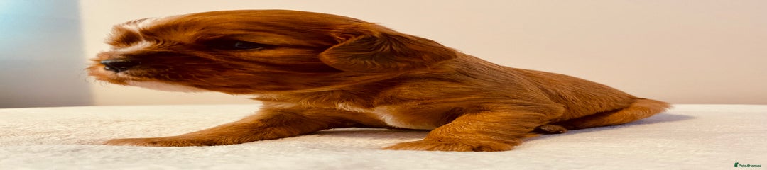 Cavalier King Charles Spaniel Puppy 1