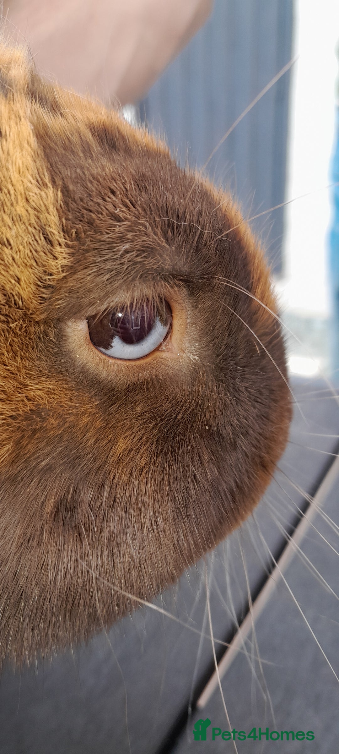 Mixed Breed rabbits for sale: Milo  - Image 2
