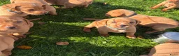 Labrador Retriever dogs for sale: Kc fox red Labrador puppy’s  - Advert 14