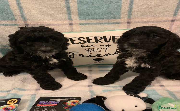 Cockapoo dogs - Advert 7