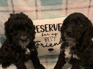 Cockapoo dogs - Advert 35