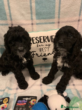 Cockapoo dogs - Advert 2