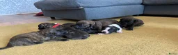 Staffordshire Bull Terrier dogs for sale: Blue American staffies - Advert 5