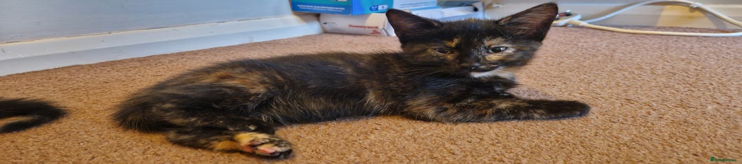 Tortoiseshell kittens Lola