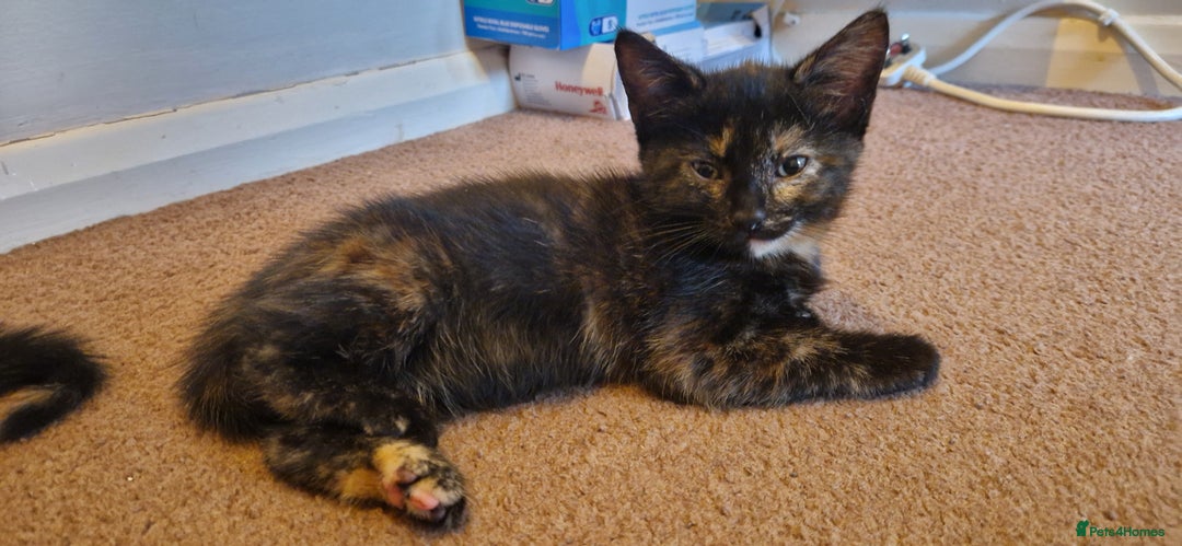 Brazilian Shorthair cats for sale: Tortoiseshell kittens female 2 available  - Image 6