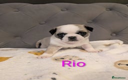 Pug dogs for sale: Pug Puppies - Image 25