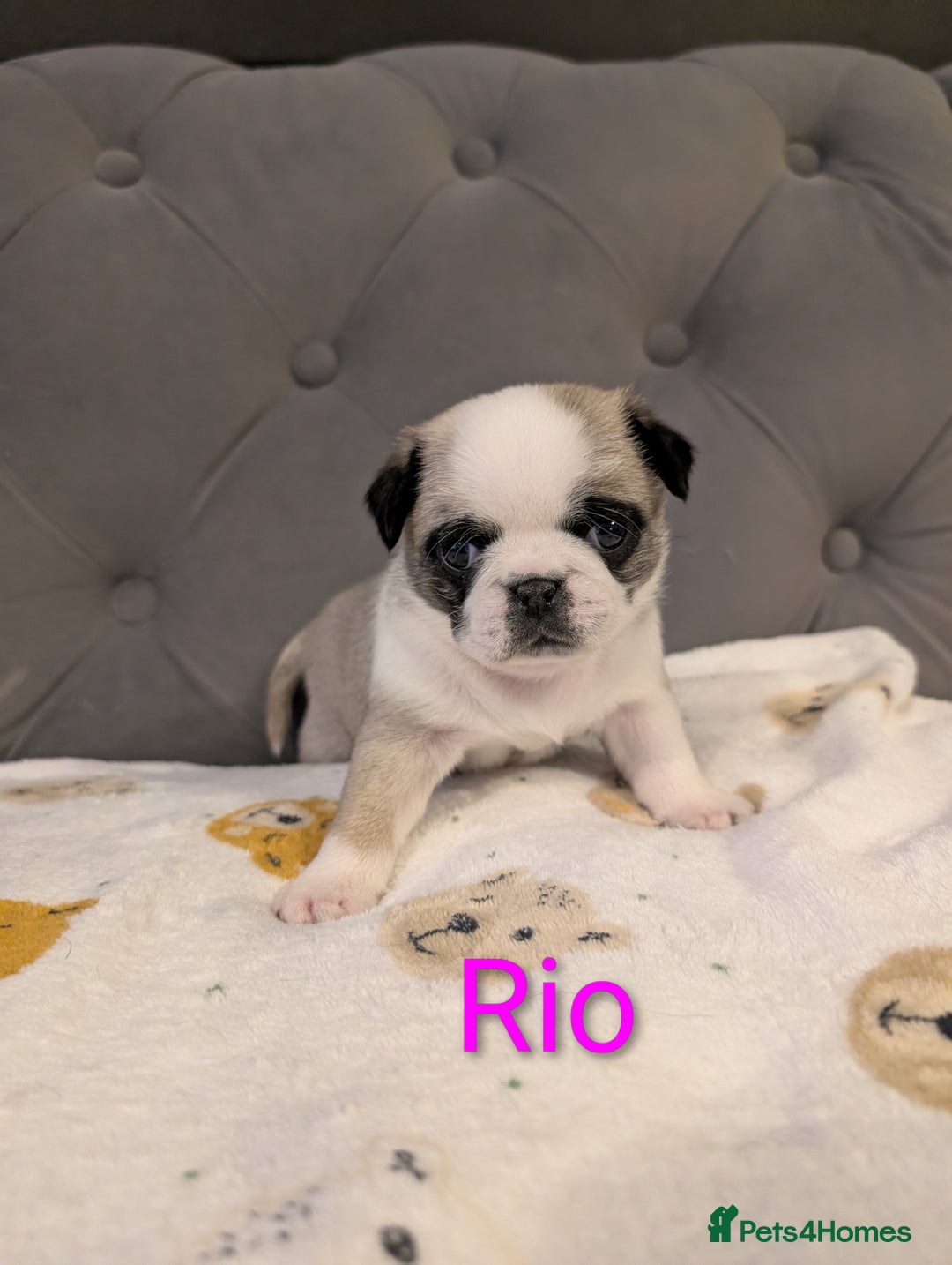 Pug dogs for sale: Pug Puppies - Image 25