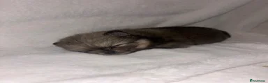 Pomeranian 4