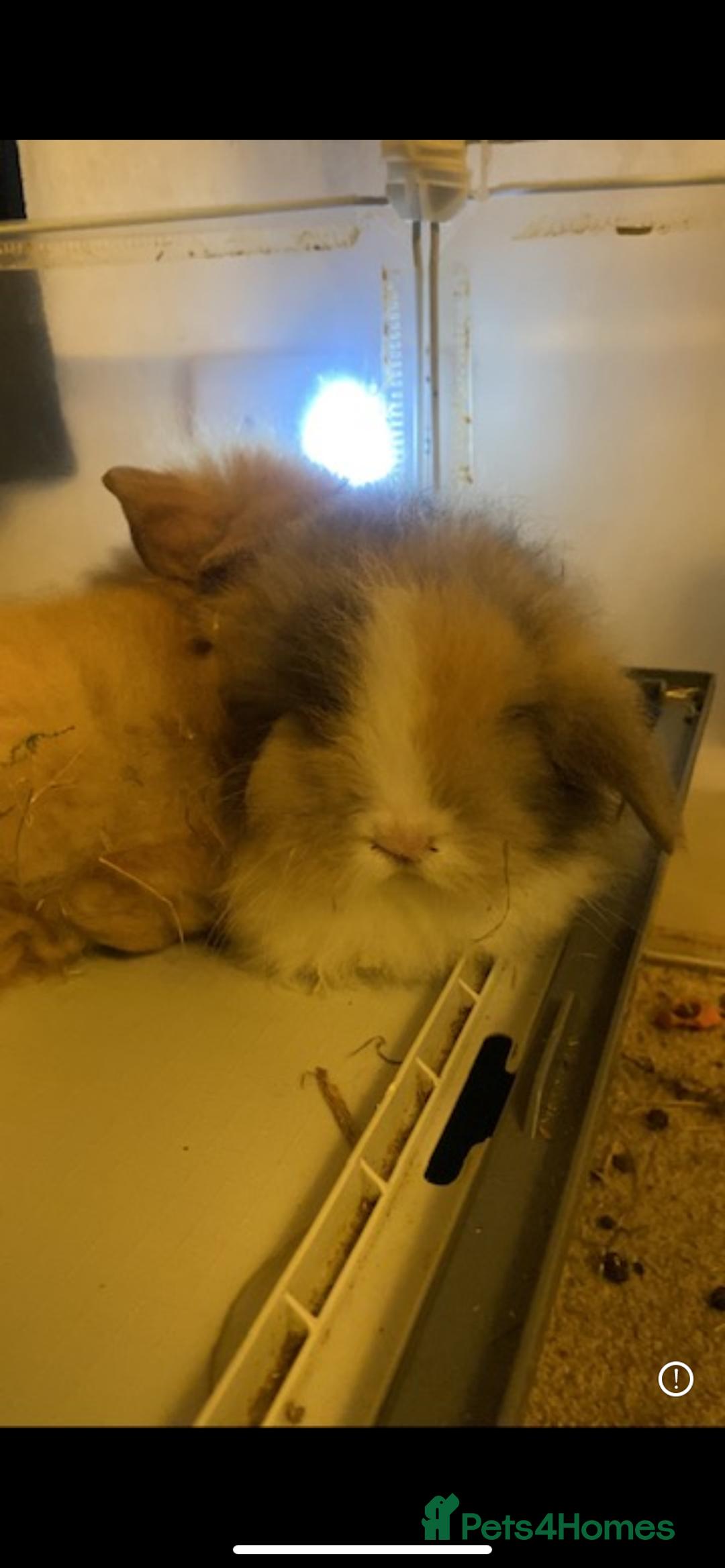 Lionhead rabbits for sale: ⭐️Beautiful lionhead bunnies⭐️ - Advert 13