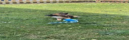 Pomchi dogs for sale: Pomchi for sale  - Advert 2