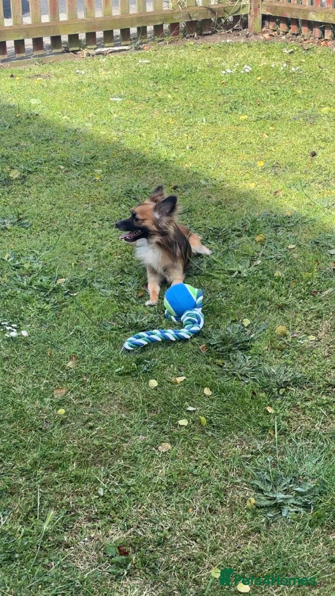 Pomchi dogs for sale: Pomchi for sale  - Advert 2