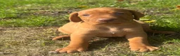 Hungarian Vizsla dogs for sale: TRUE HUNGARIAN VIZSLA PUPPIES  - Advert 12