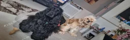 Mixed Breed dogs for sale: 10 week old female cocker spaniel  - Advert 2