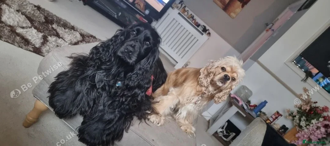 Mixed Breed dogs for sale: 10 week old female cocker spaniel  - Advert 2