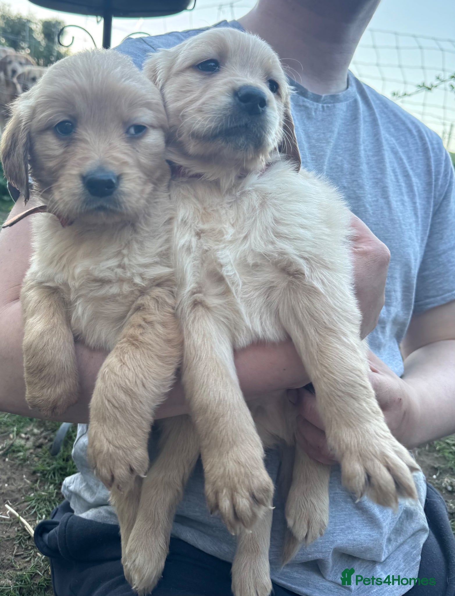 Golden Retriever dogs Gorgeous Golden Retrievers Only 2 Left - Advert 17