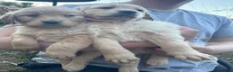 Golden Retriever dogs for sale: Gorgeous Golden Retrievers Only 2 Left - Advert 4