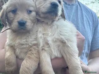Golden Retriever dogs Gorgeous Golden Retrievers Only 2 Left - Advert 2
