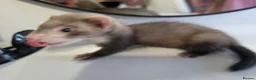 Ferret rodents for sale: 2 Jill's for sale 10weeks old and 8weeks old in Cwmbran - Advert 3