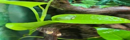 Frog reptiles for sale: Various Amphibians At Urban Exotics - Advert 12