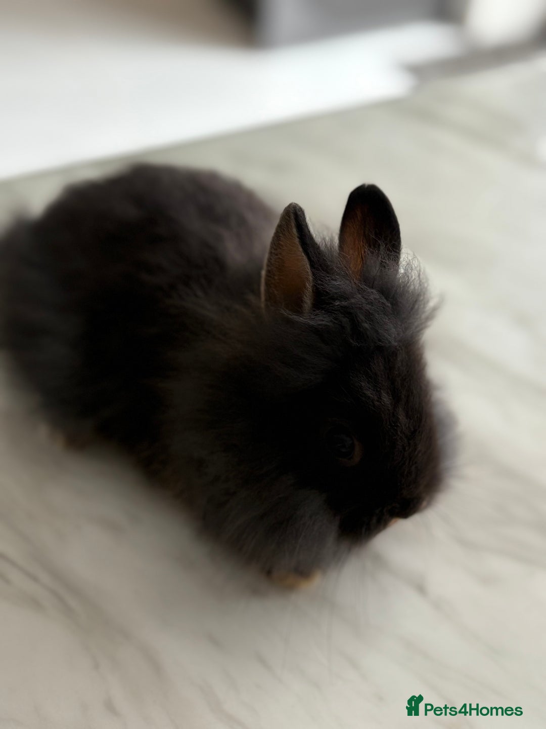 Netherland Dwarf rabbits for sale: 1/2 Netherlands dwarf 1/2 lion head dwarf babies - Image 2