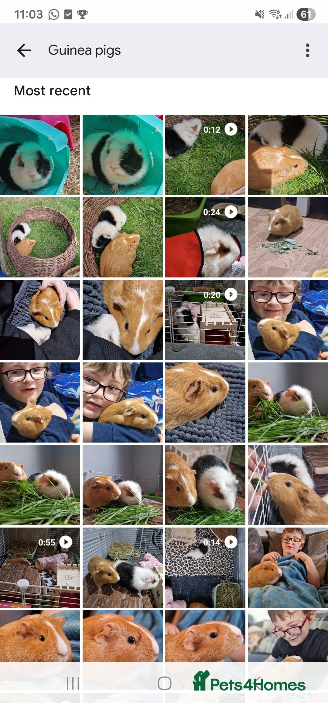 Guinea Pig rodents for sale: 2 friendly female guinea pigs with kavee full cage - Advert 3