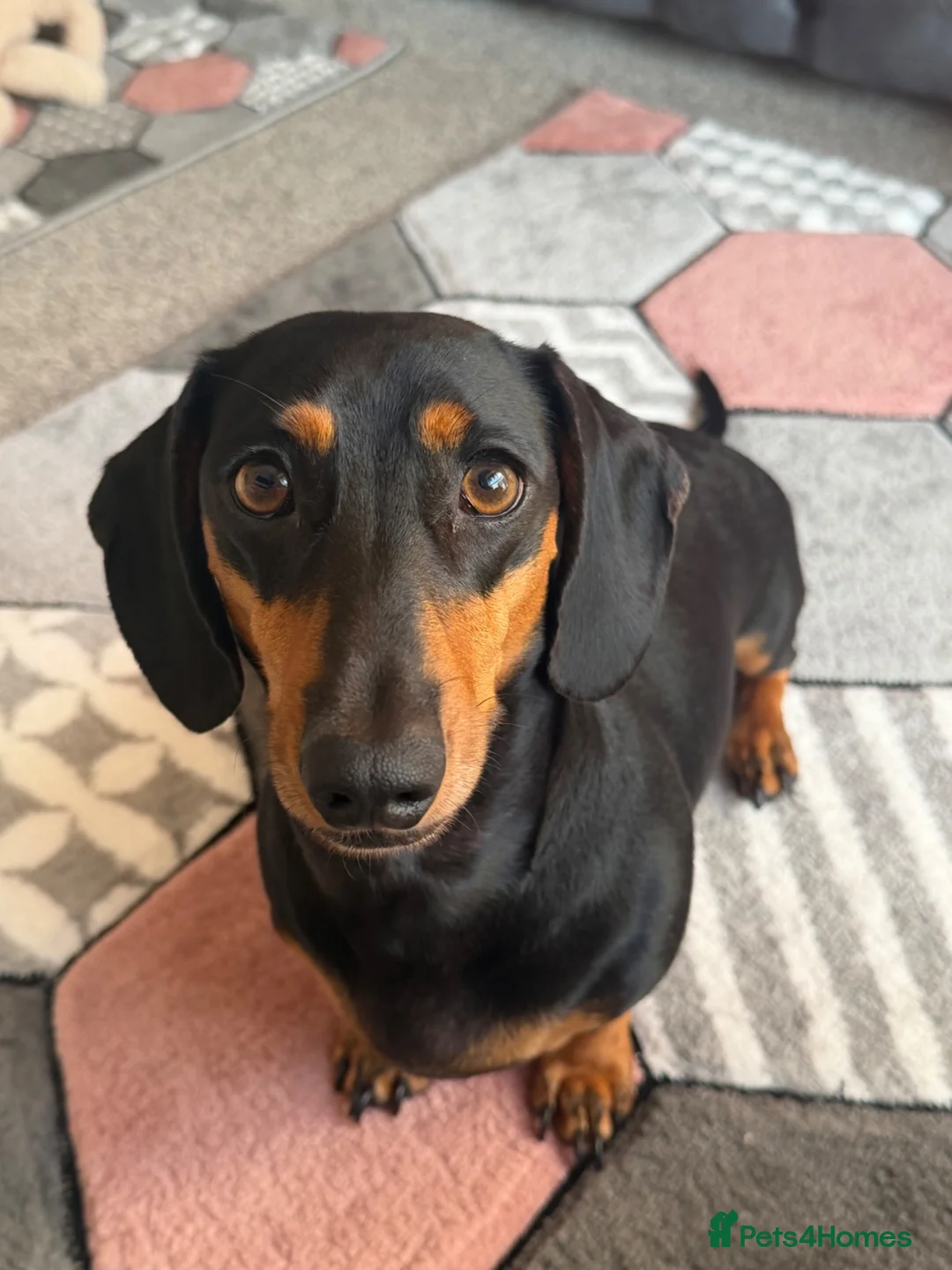 Dachshund dogs for sale: Forsale  in Wellington - Advert 2