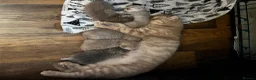 Scottish Fold cats for sale: ✨ Beautiful TICA babies Fold & Straight ✨  - Advert 8