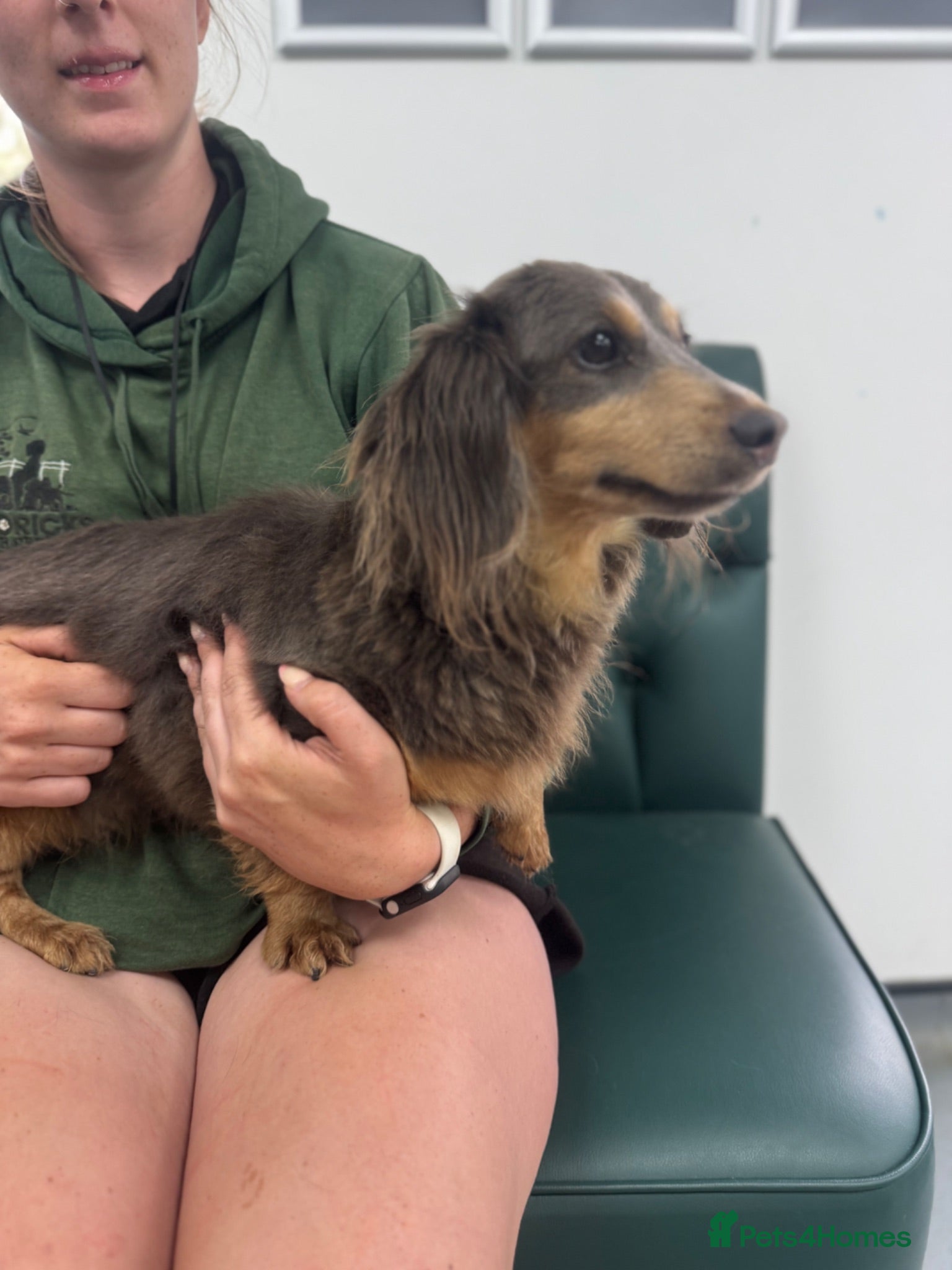 Miniature Dachshund dogs Adult miniature dachshund PRA clear - Advert 2