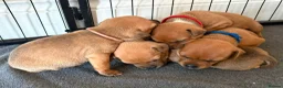 Staffordshire Bull Terrier dogs for sale: KC Red Staffordshire Bull Terriers ❤️❤️🏆🩸 - Advert 8