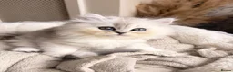 British Longhair cats for sale: British Shorthair/Persian chinchilla kittens  - Advert 4