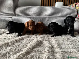 Cavapoo dogs A stunning litter of 7 little Cavapoo’s - Advert 6